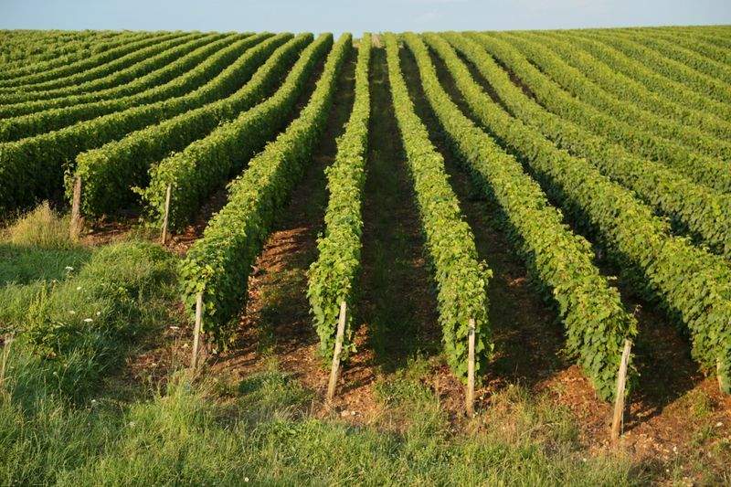 Cultivo Verde Ibérico S.L.