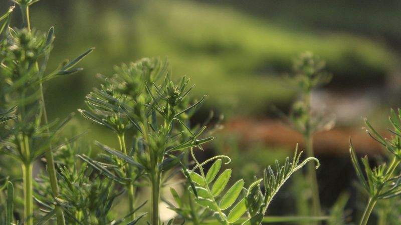 Cultivo Verde Ibérico S.L.