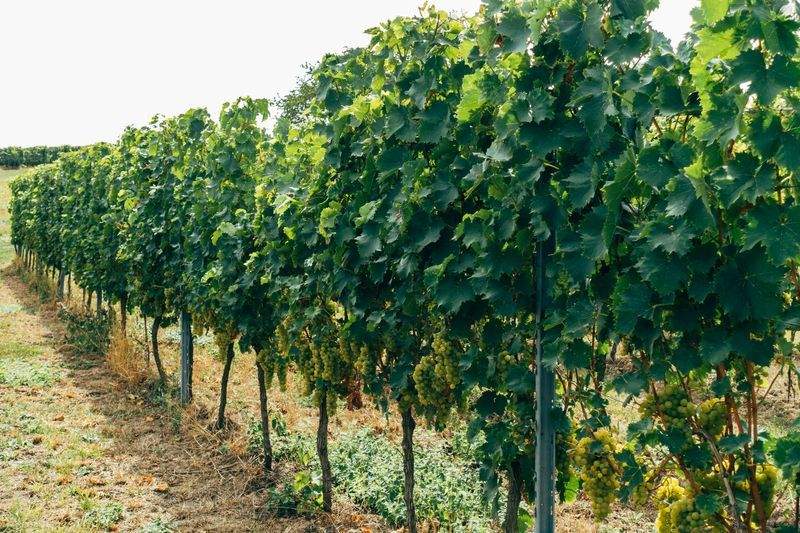Cultivo Verde Ibérico S.L.