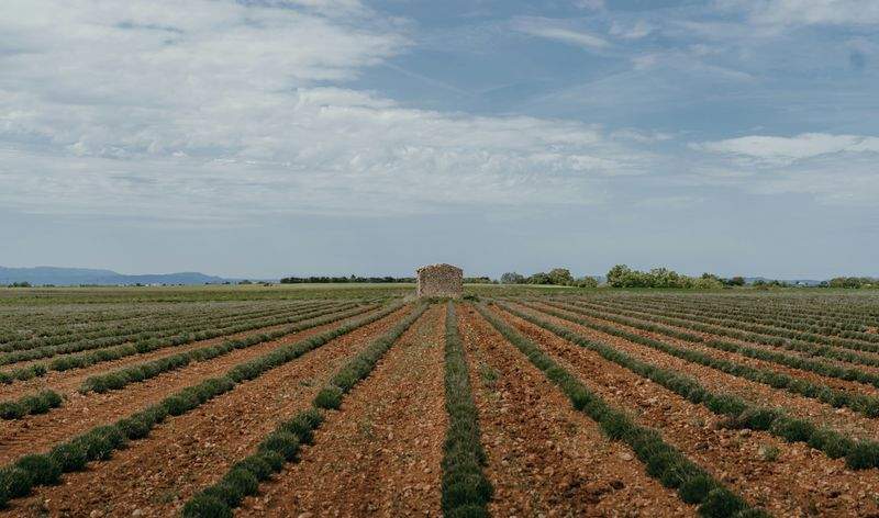 Buenas prácticas para un cultivo más eficiente en cada temporada