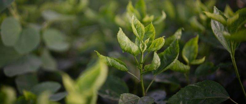 Cultivo Verde Ibérico S.L. 10