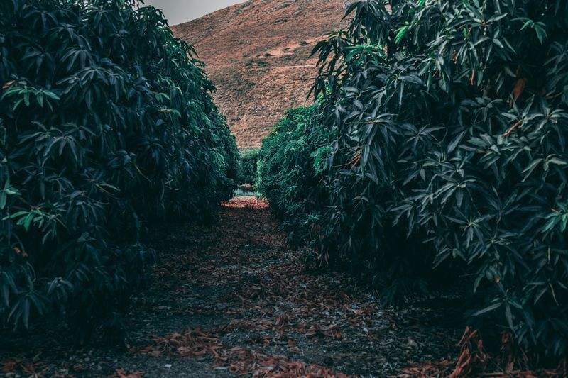 Cultivo Verde Ibérico S.L. 15