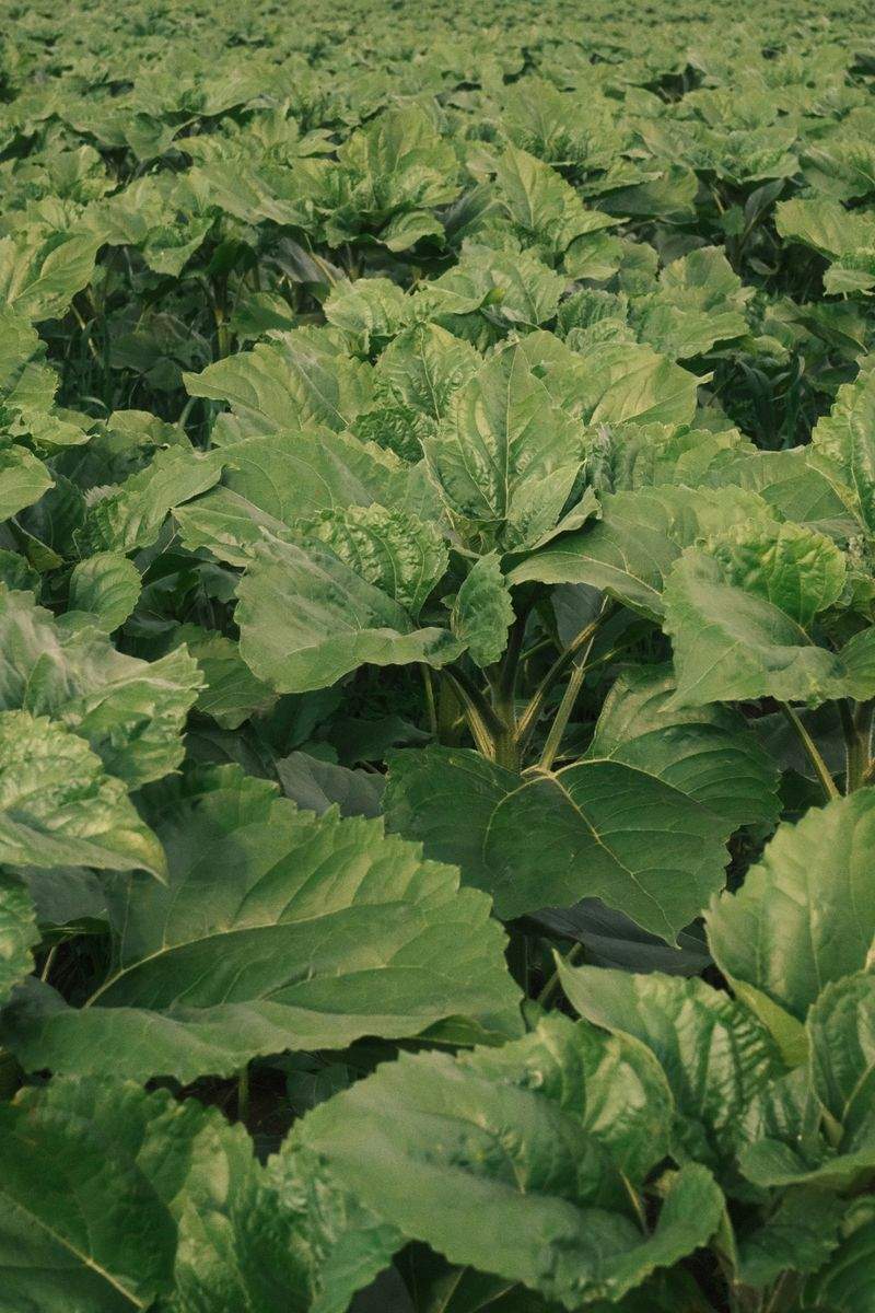 Cultivo Verde Ibérico S.L. 3