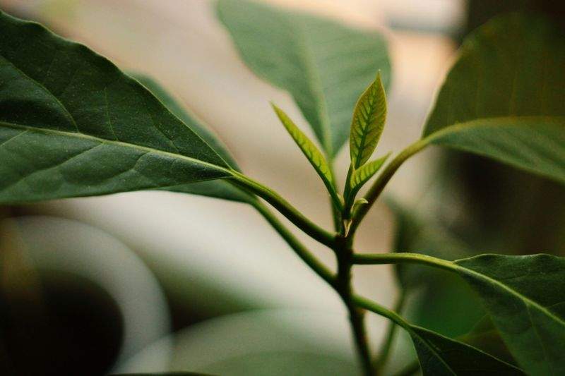 Cultivo Verde Ibérico S.L. 8