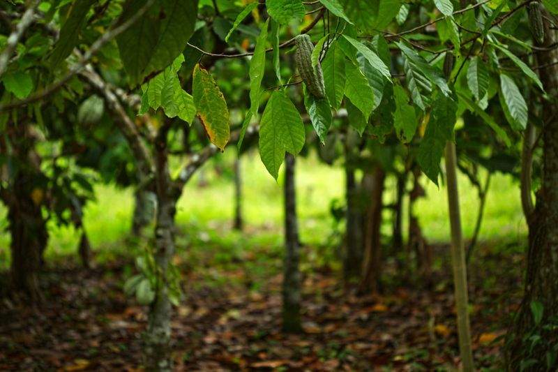 Cultivo Verde Ibérico S.L. 9