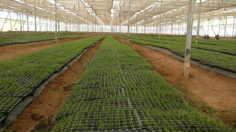 Gestión eficiente del riego y fertilización